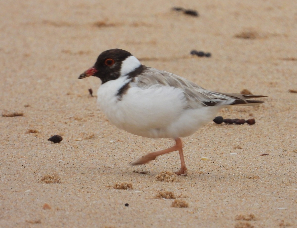 Hooded Plover - ML523716271