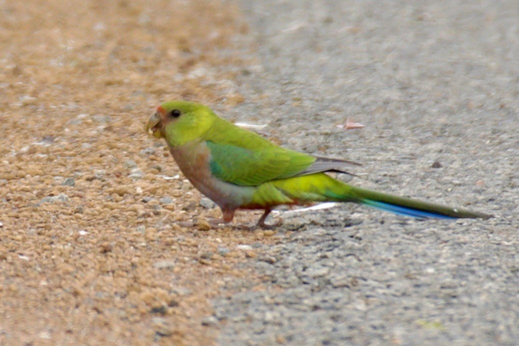 Red-capped Parrot - ML523716971