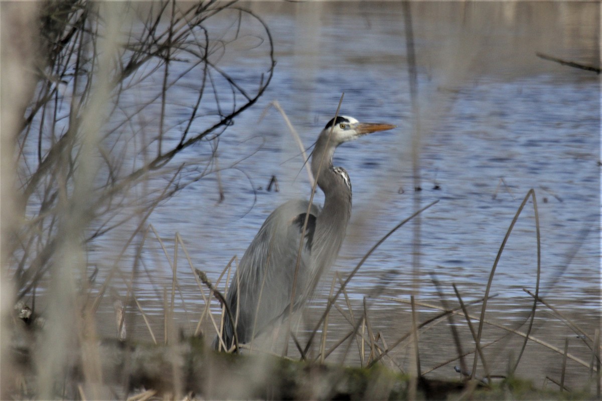 Great Blue Heron - ML523716981