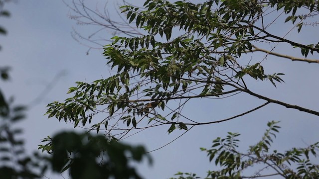 Olive-winged Bulbul - ML523717