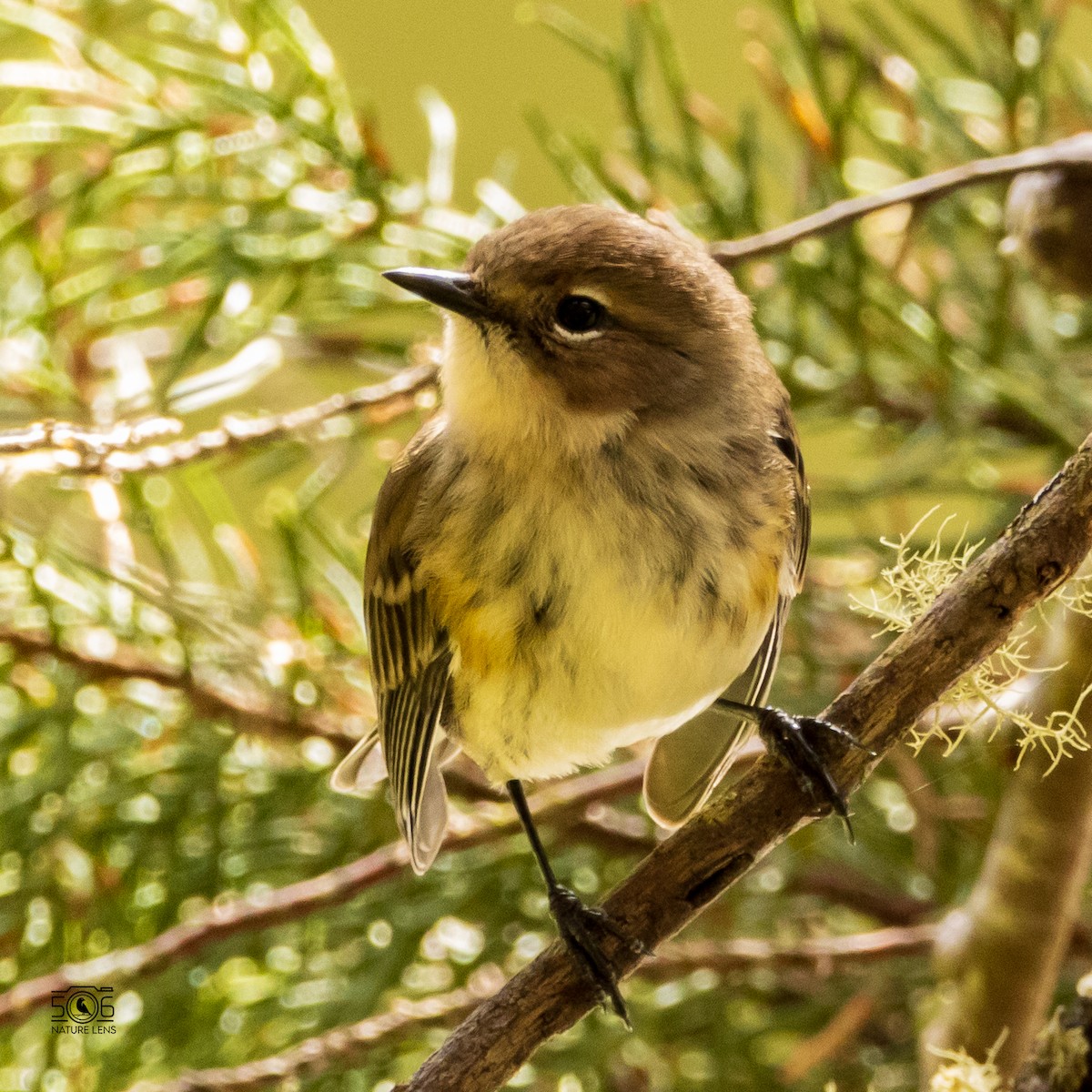 Yellow-rumped Warbler - ML523717091