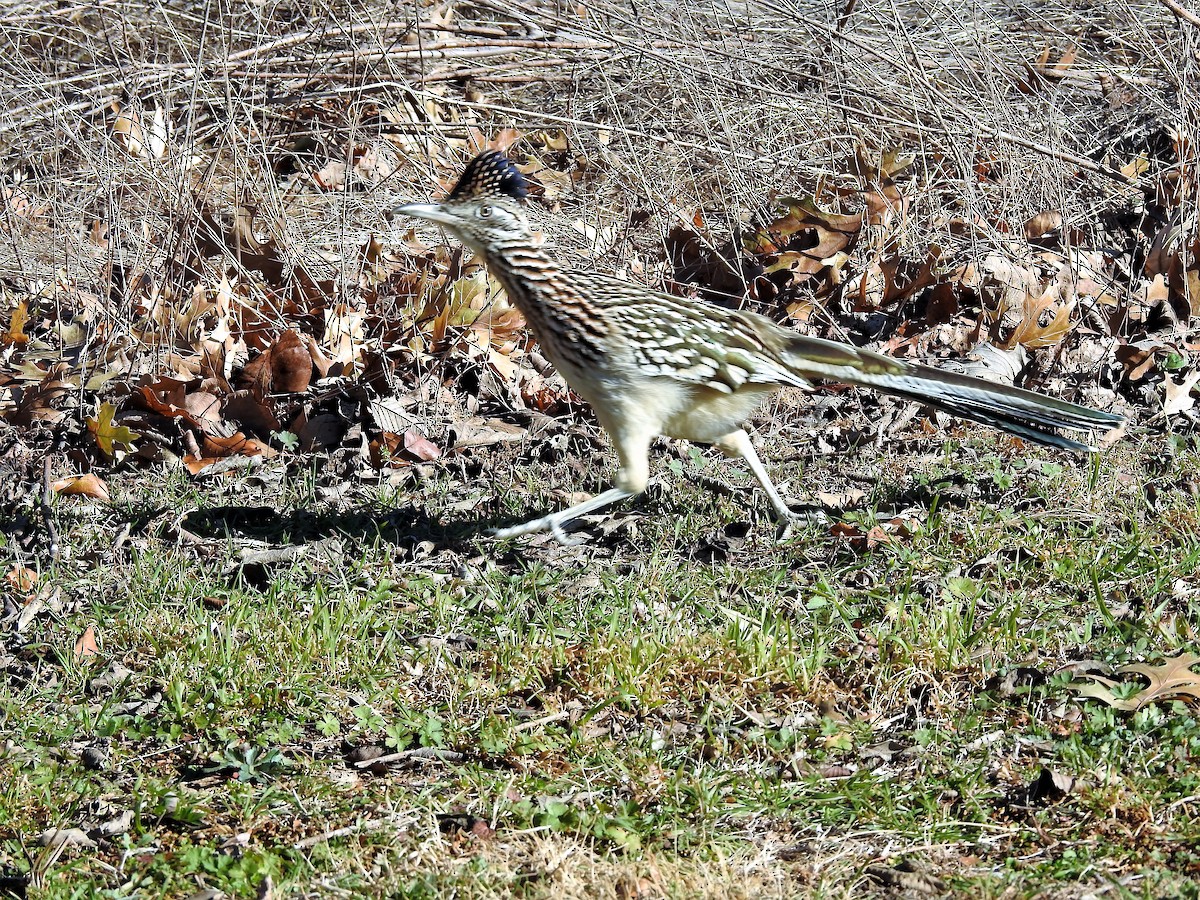 Greater Roadrunner - ML523717621