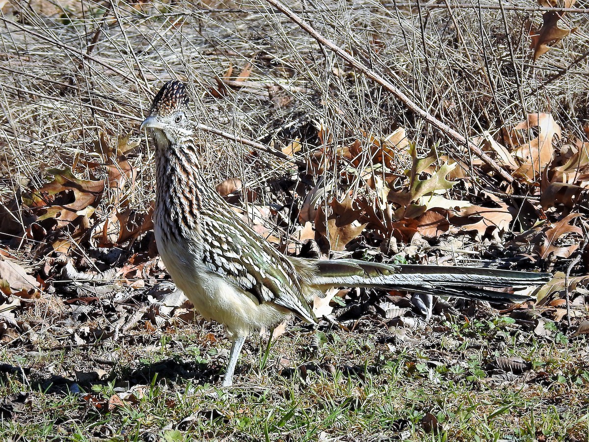 Greater Roadrunner - ML523717711