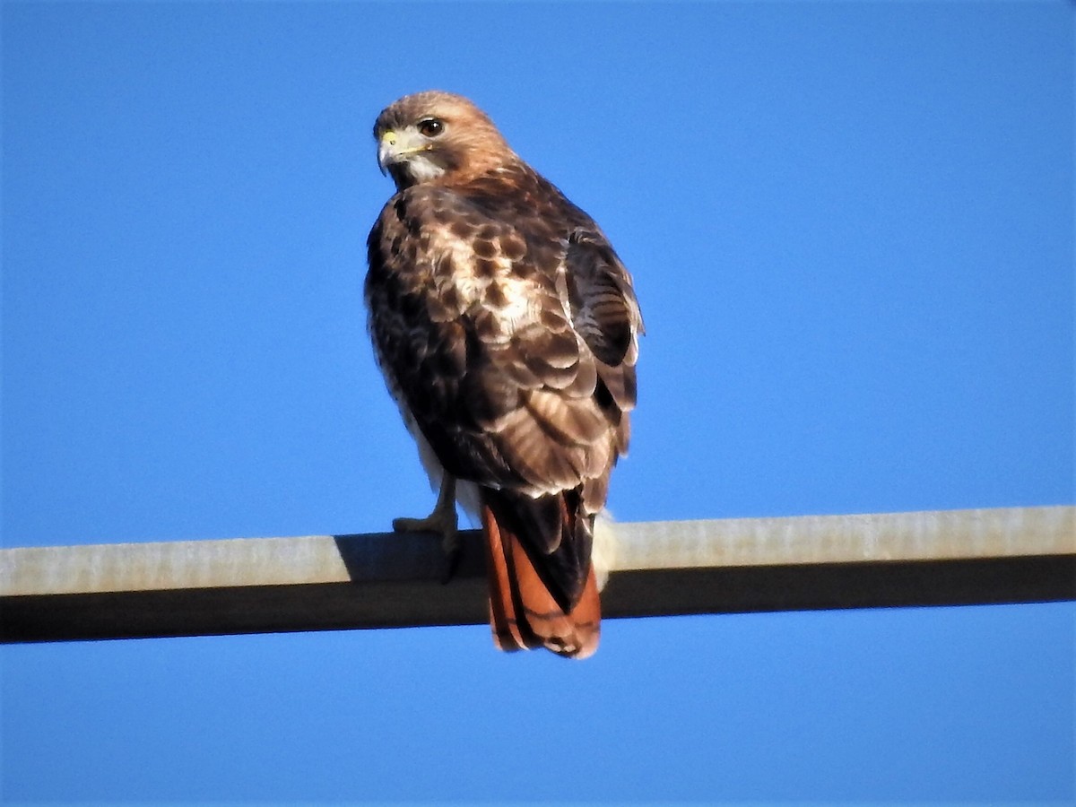 Red-tailed Hawk - ML523717821