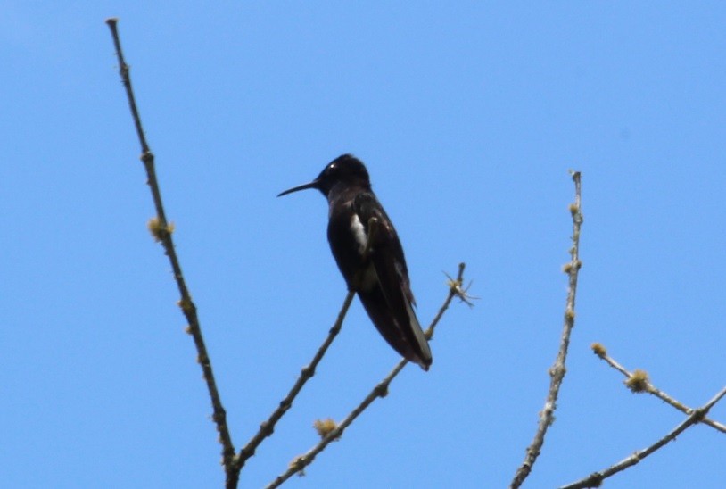 kolibřík černobílý - ML523718261