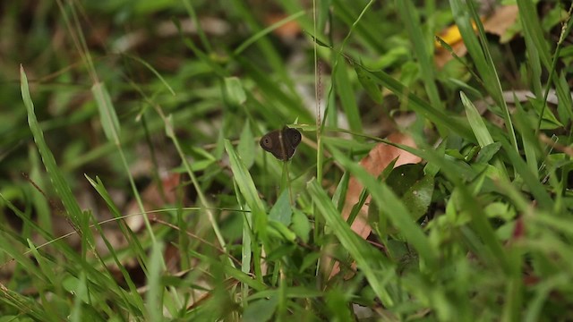 Butterflies and Moths - ML523719