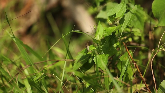 Butterflies and Moths - ML523720