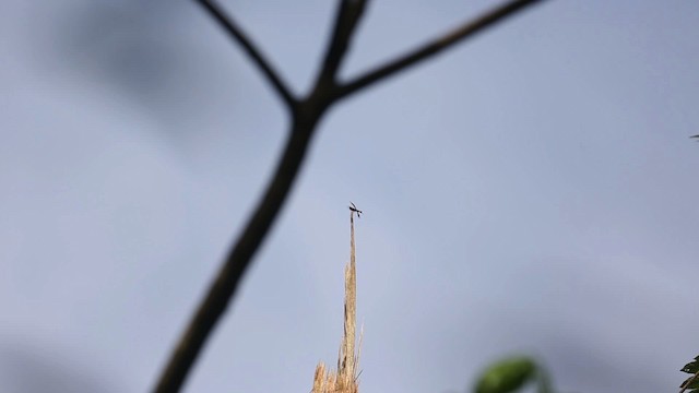 Dragonflies and Damselflies - ML523721