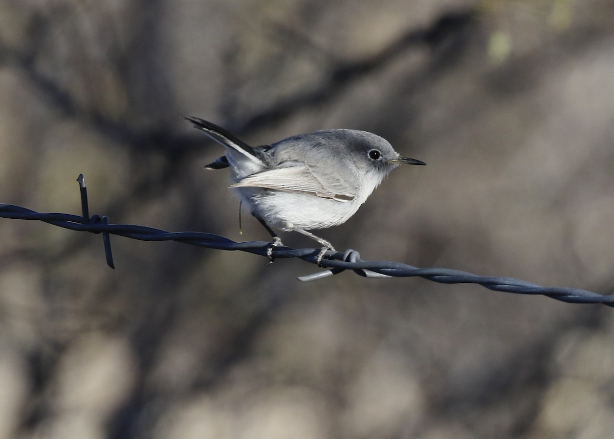 Blue-gray Gnatcatcher - ML523721951