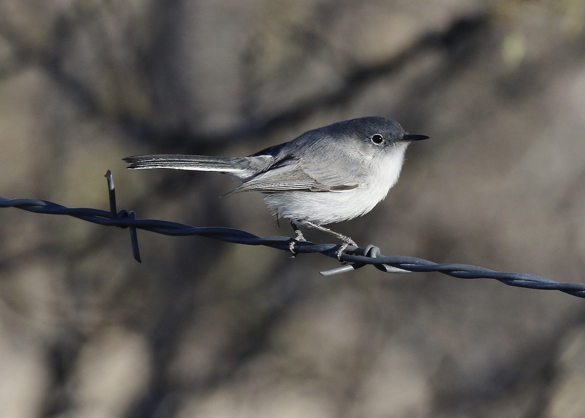 Blue-gray Gnatcatcher - ML523721971