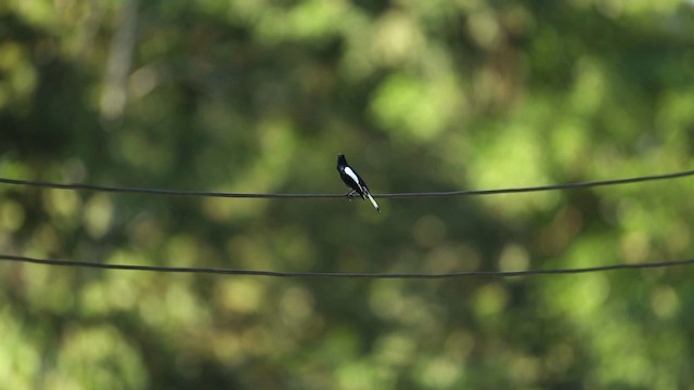 Oriental Magpie-Robin - ML523722