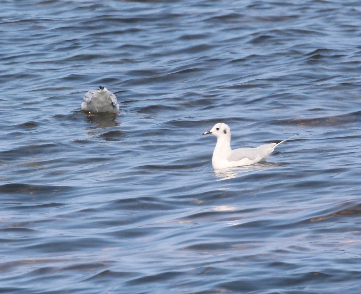 Bonaparte's Gull - ML523722451