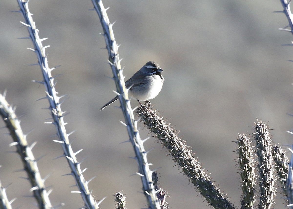 Black-throated Sparrow - ML523722521