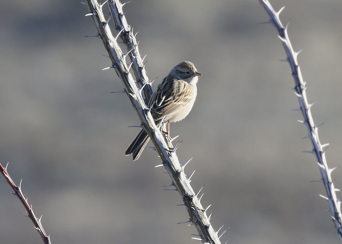 Brewer's Sparrow - ML523722601