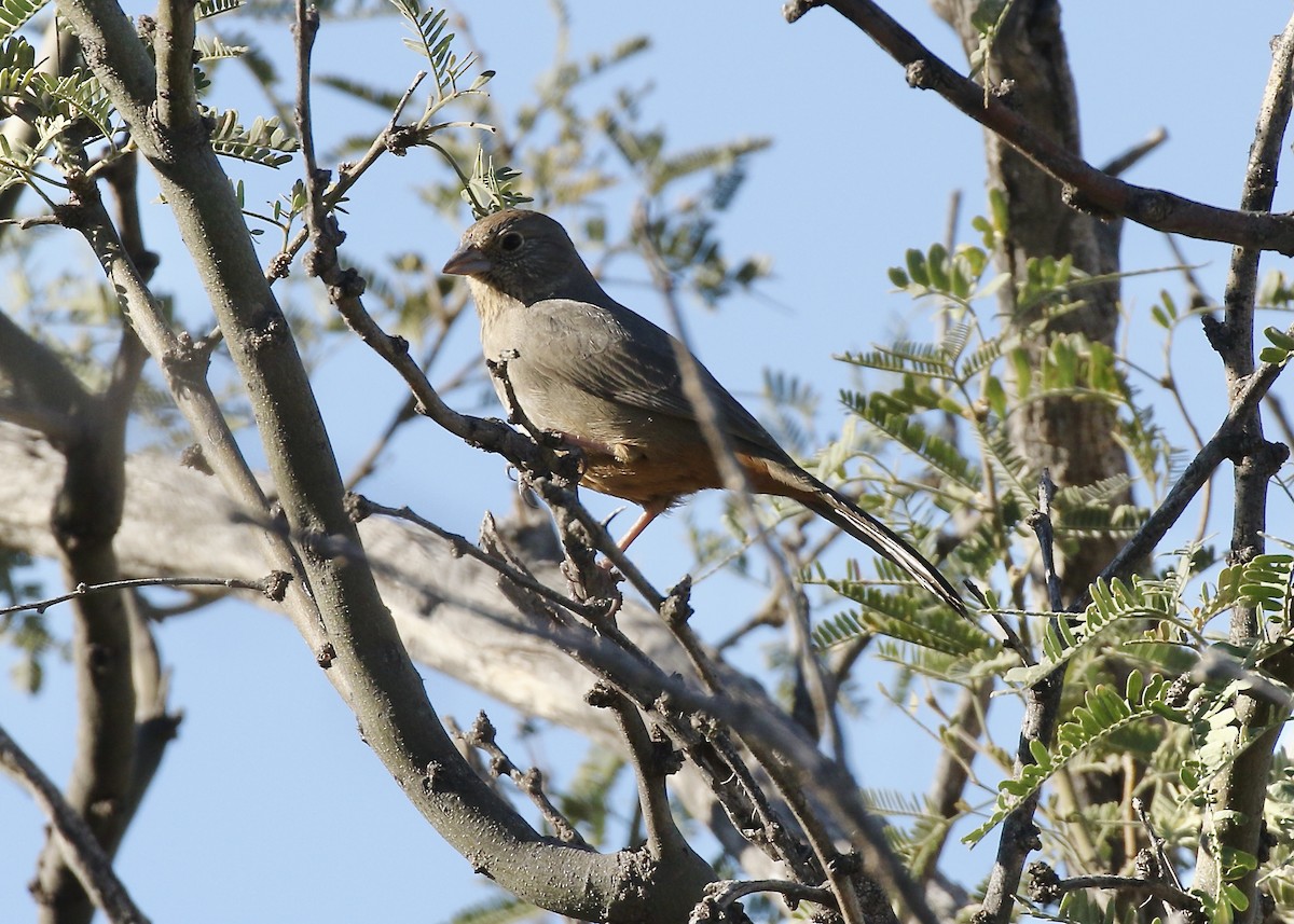 Canyon Towhee - Jon Isacoff