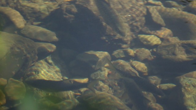 Ray-finned Fishes - ML523723