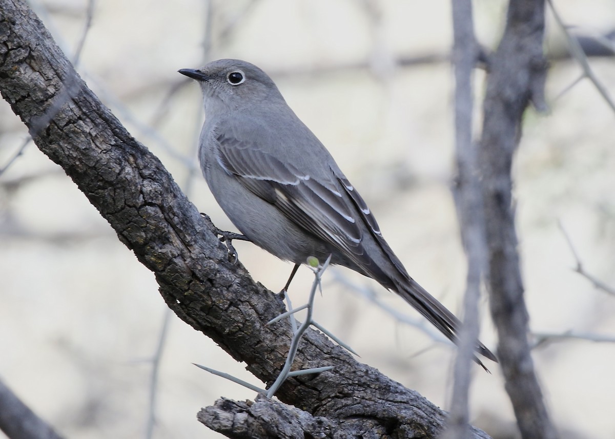 Townsend's Solitaire - ML523723361