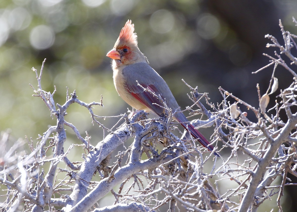 Northern Cardinal - ML523723481