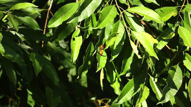 Butterflies and Moths - ML523724