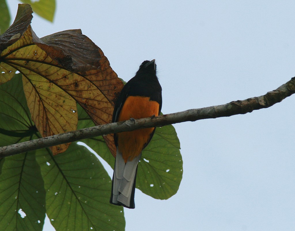 White-tailed Trogon - ML523724261