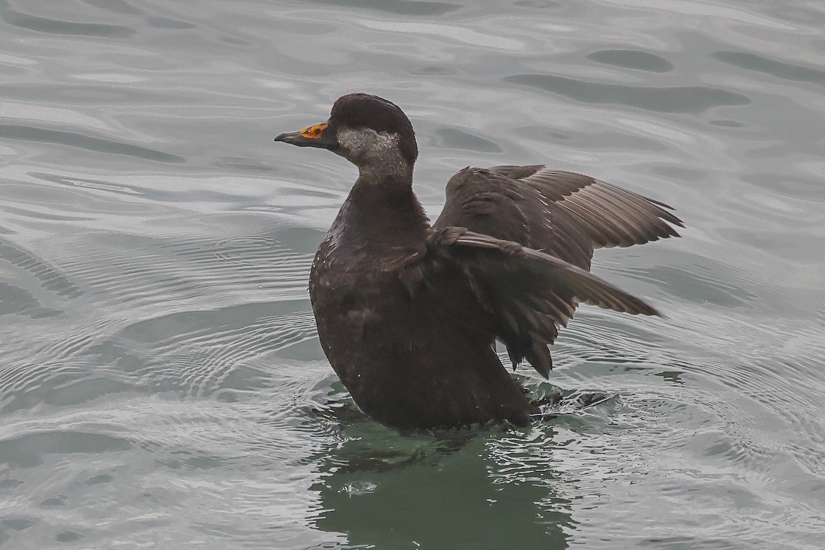 Black Scoter - Pat Draisey