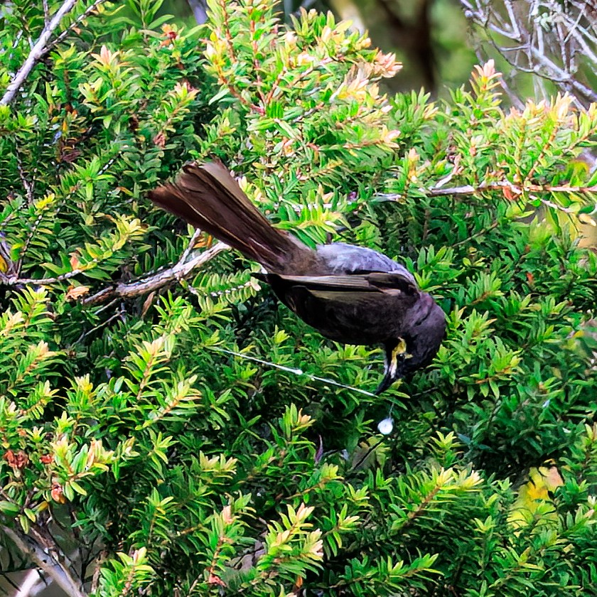 Yellow-faced Honeyeater - Ken Janson