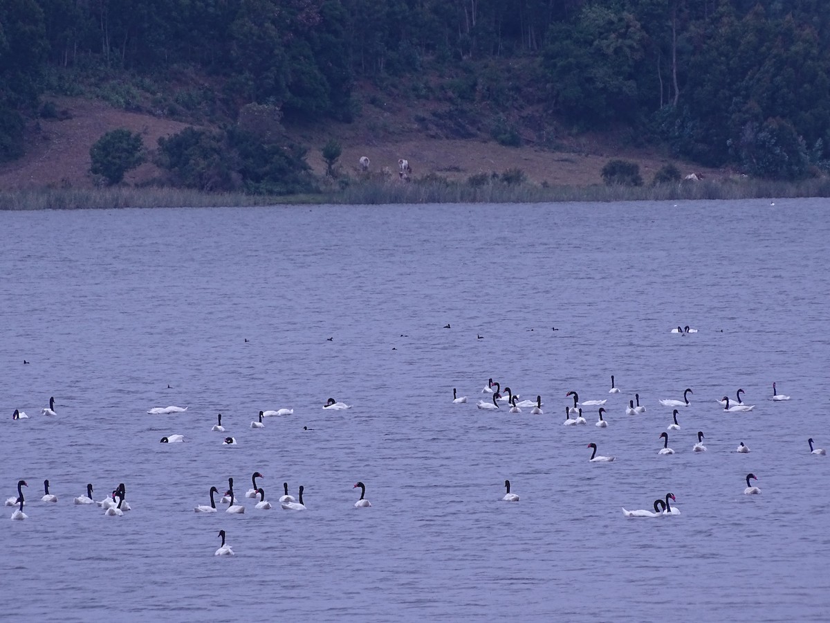 Black-necked Swan - ML523724831