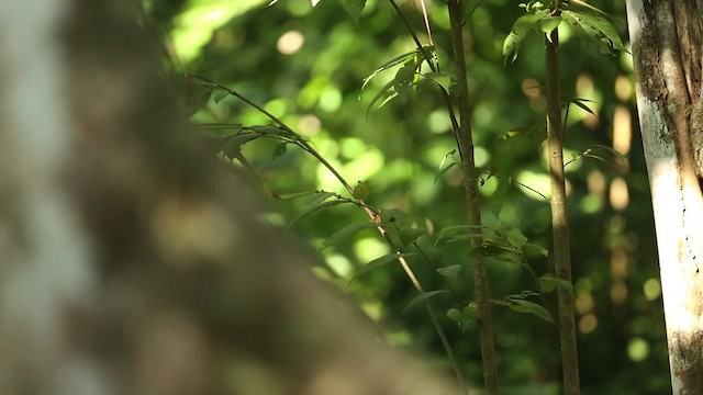 Оливковая джунглевая мухоловка - ML523725
