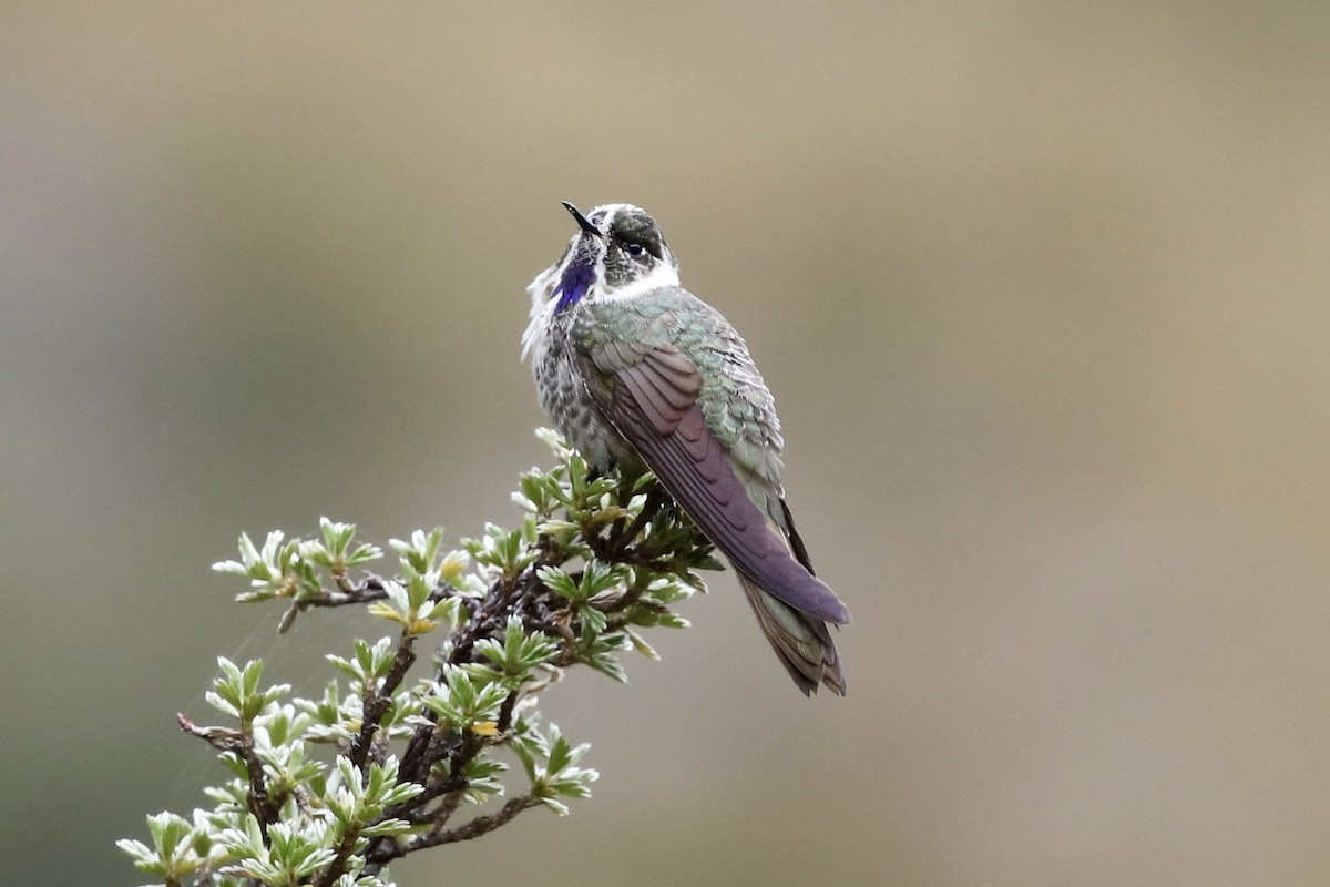 Blue-bearded Helmetcrest - ML523725511