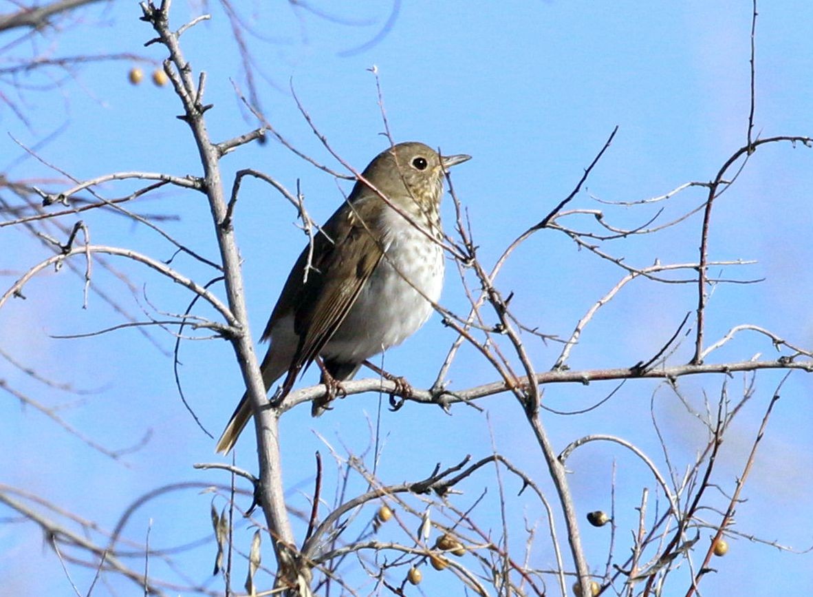 Hermit Thrush - ML523725681