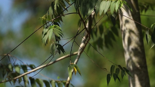 Black-winged Flycatcher-shrike - ML523726