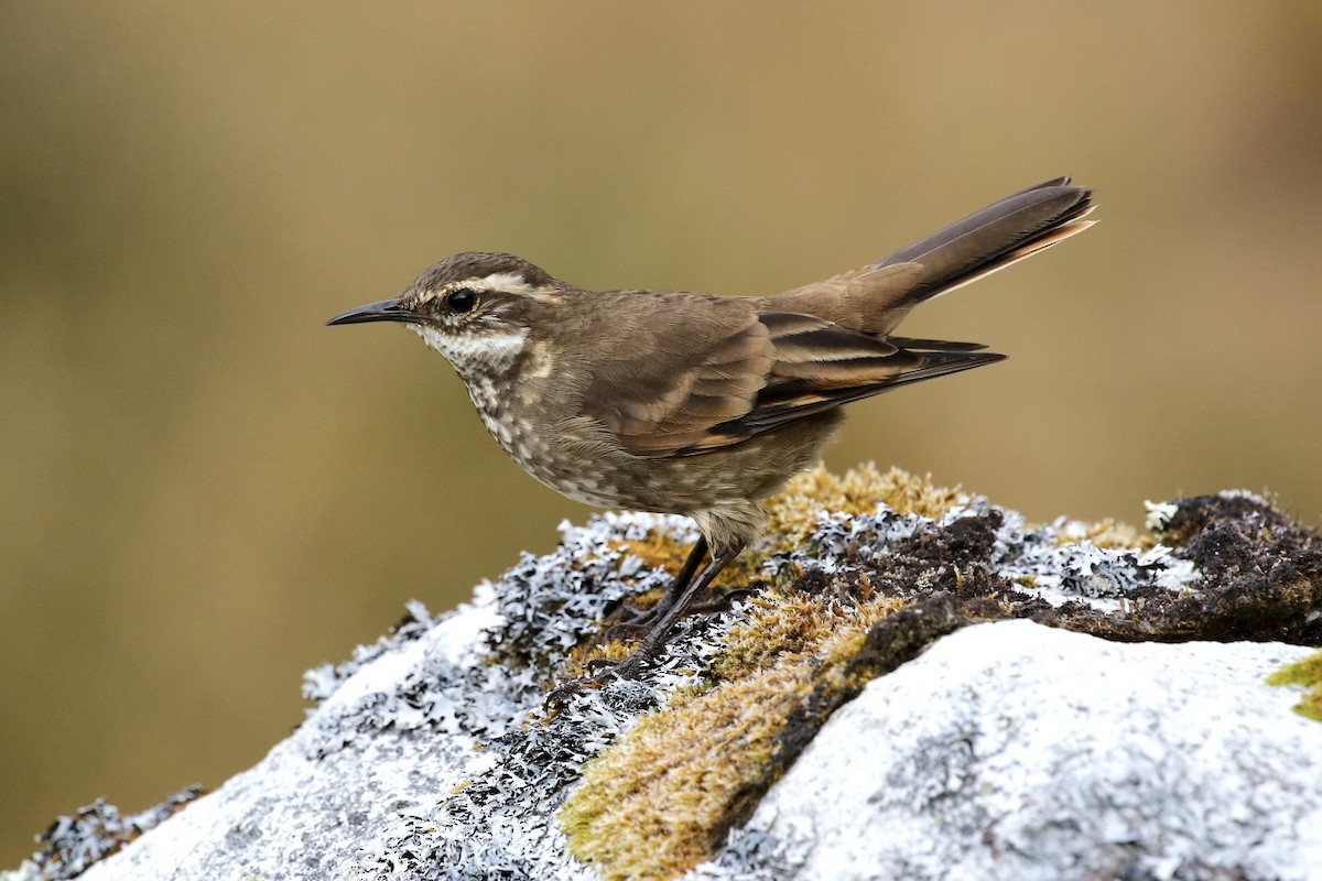 Chestnut-winged Cinclodes - ML523726431