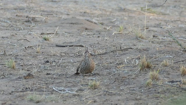 Scimitar-billed Woodcreeper - ML523726911
