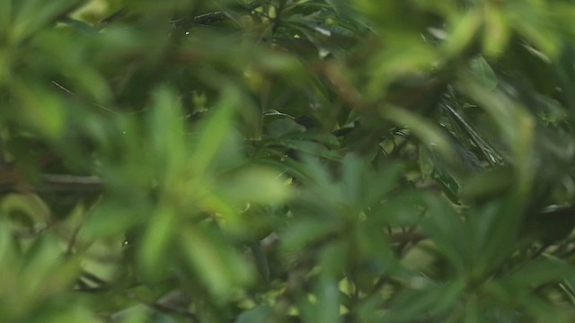 Malaysian Pied-Fantail - ML523727