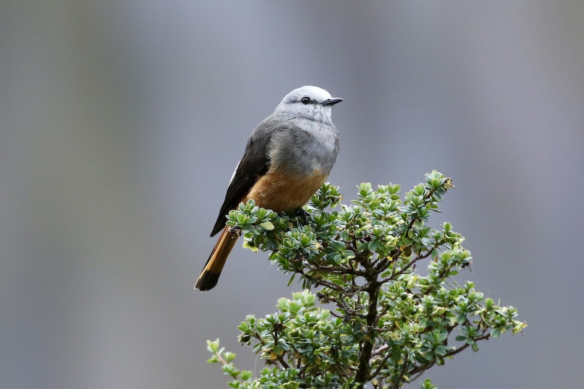 Red-rumped Bush-Tyrant - ML523727331