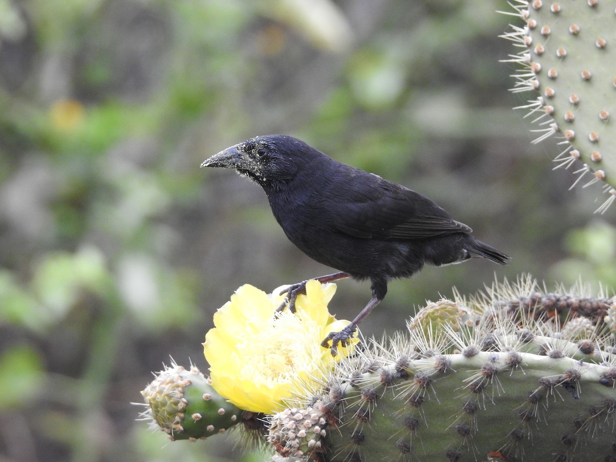 Pinzón de Darwin de Los Cactus - ML523728361