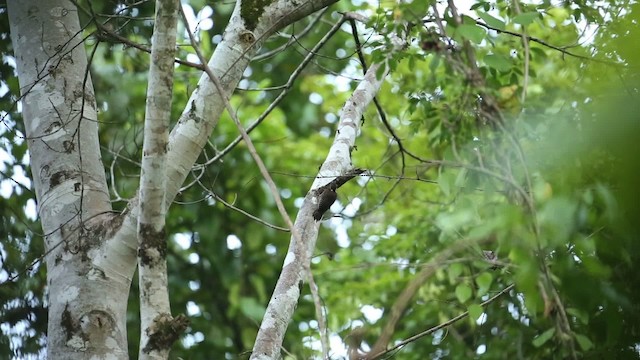 Buff-necked Woodpecker - ML523729