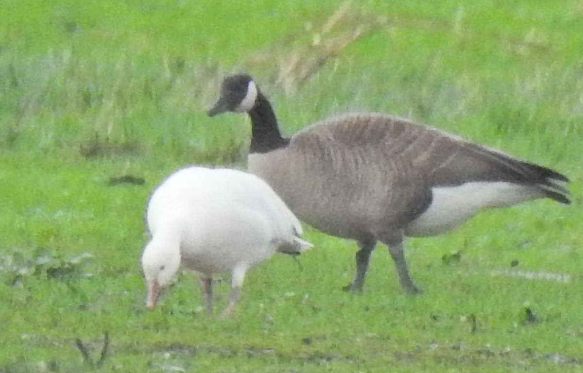 Snow Goose - ML523729331