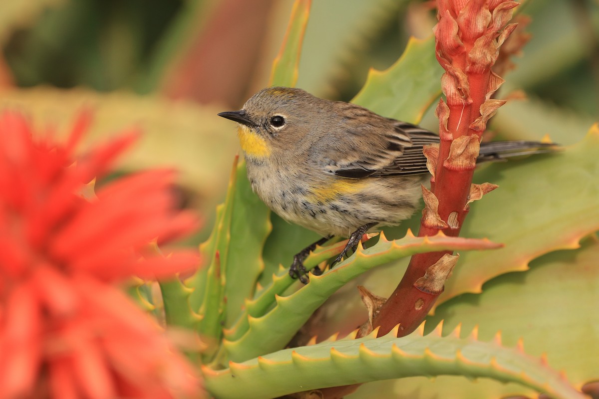 Yellow-rumped Warbler (Audubon's) - ML523730381