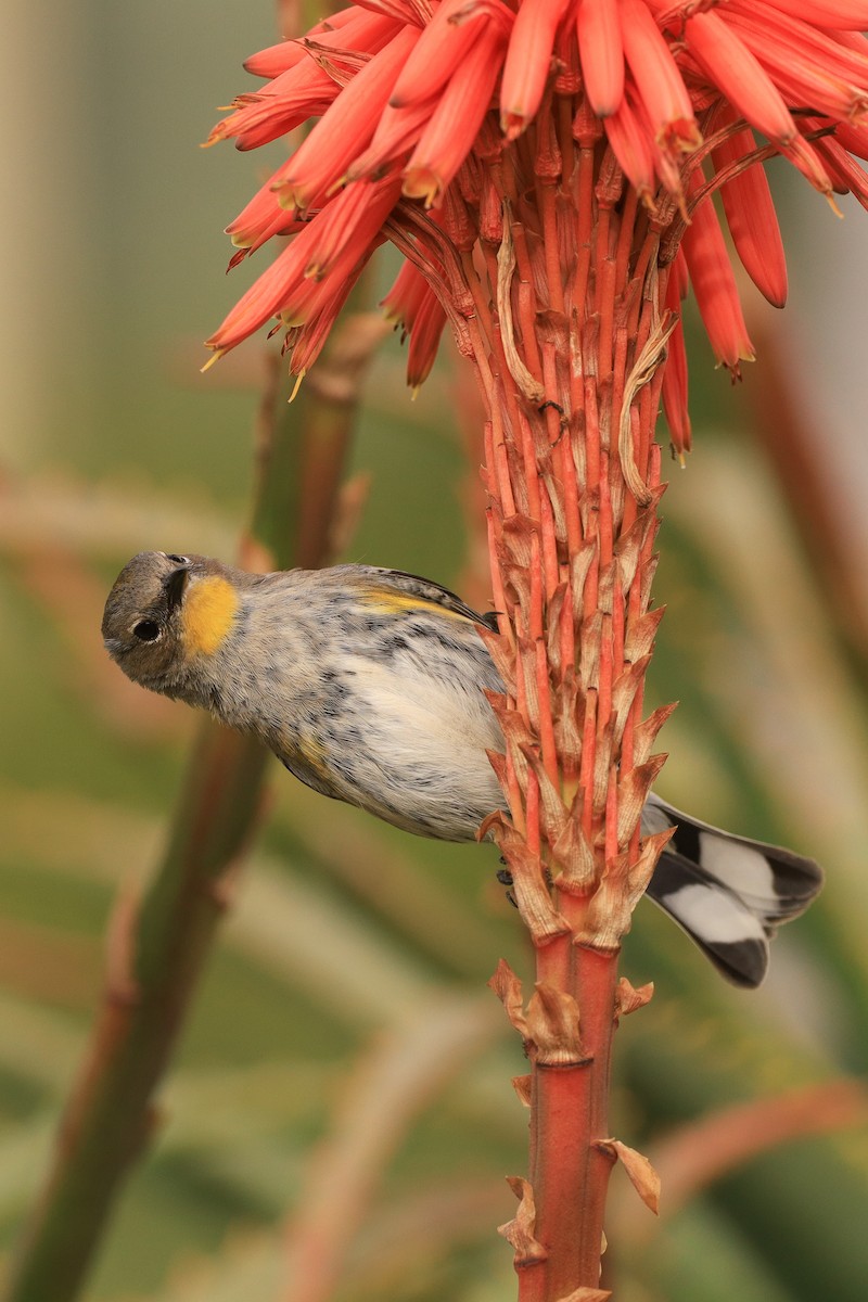 Yellow-rumped Warbler (Audubon's) - ML523730391