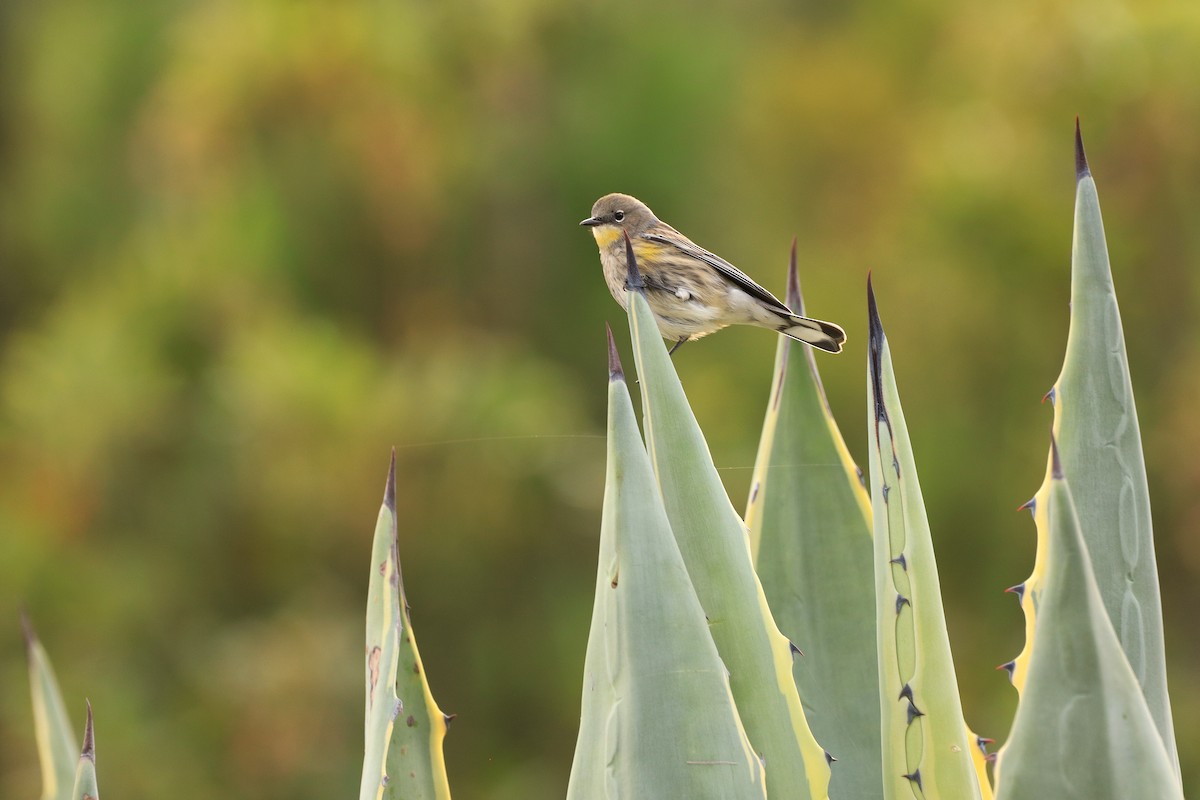 Yellow-rumped Warbler (Audubon's) - ML523730531