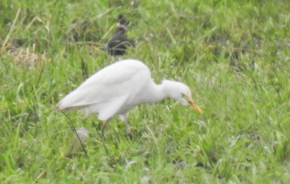 Western Cattle-Egret - ML523731801