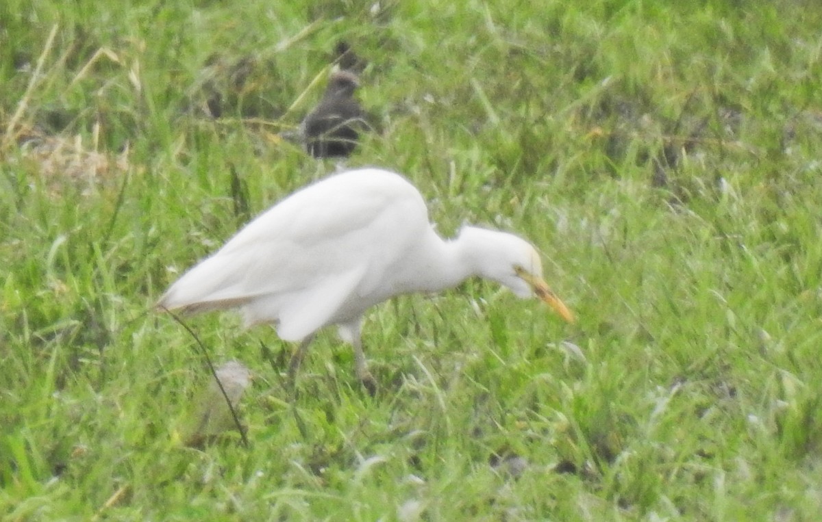 Western Cattle Egret - Nic Abler