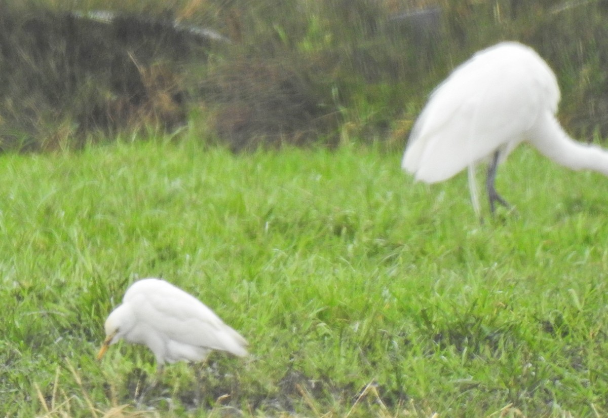 Western Cattle Egret - ML523731841