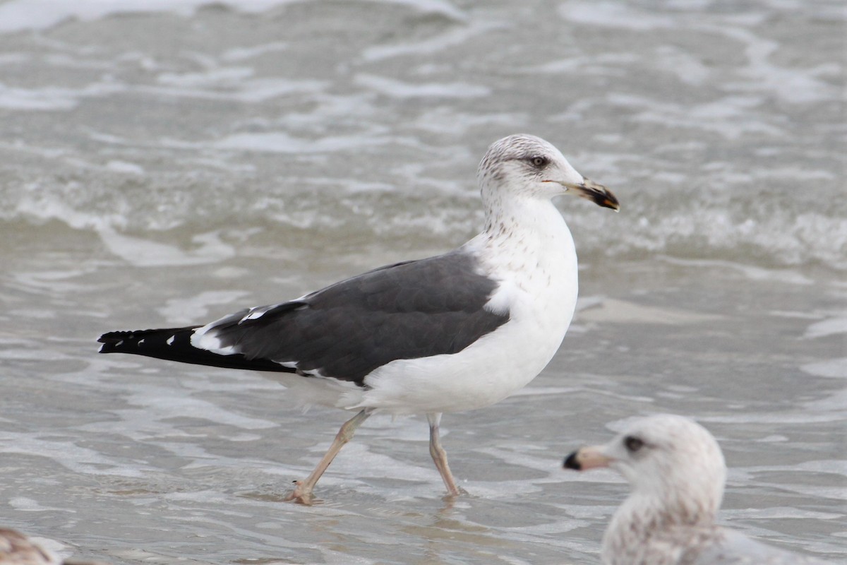 Lesser Black-backed Gull - Tom Norville