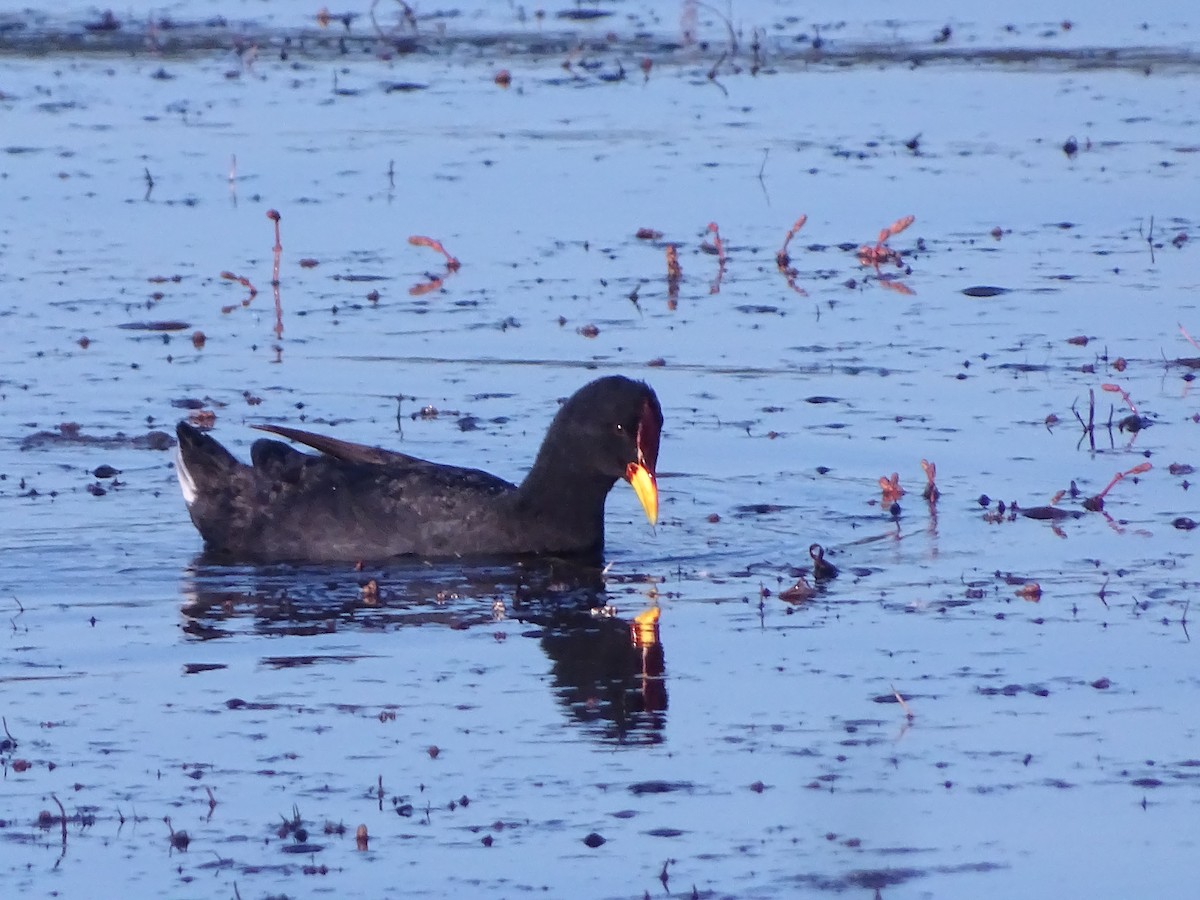 Red-fronted Coot - ML523732711