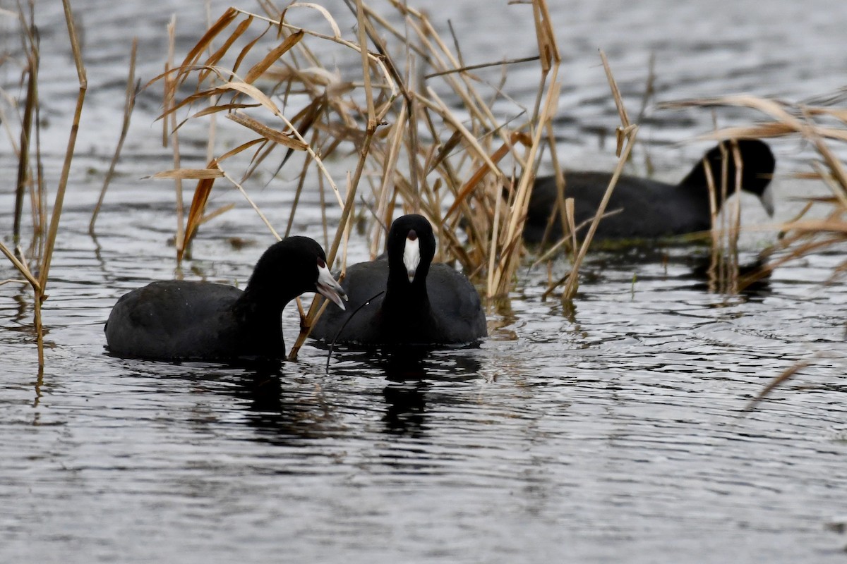 American Coot - ML523732771