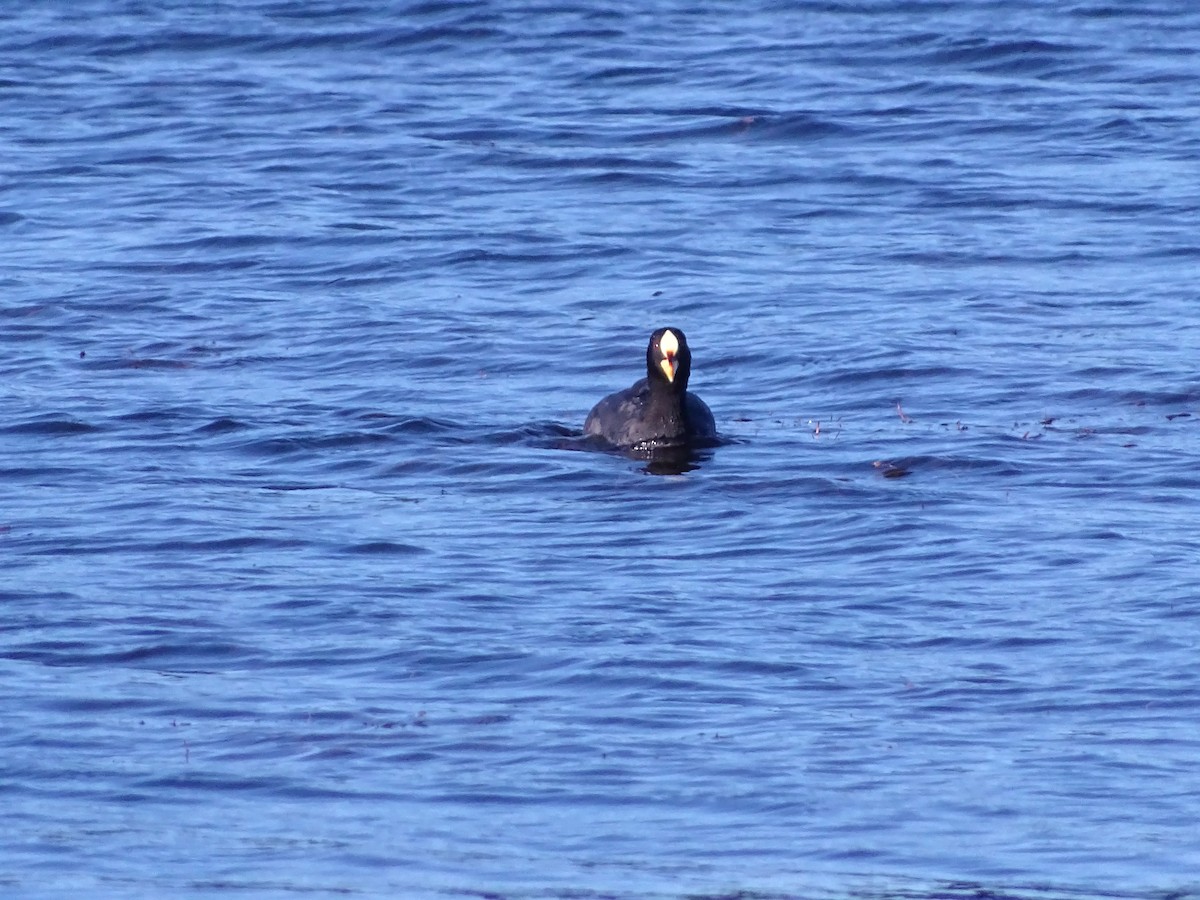 Red-gartered Coot - ML523733691