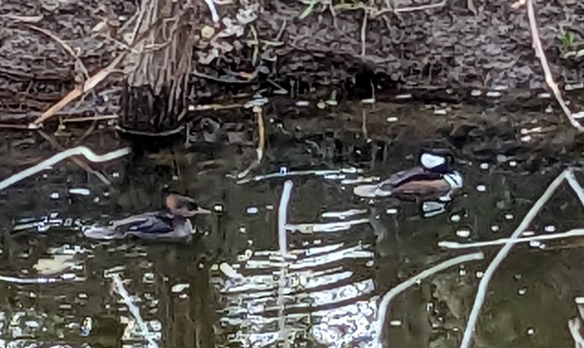 Hooded Merganser - ML523734381