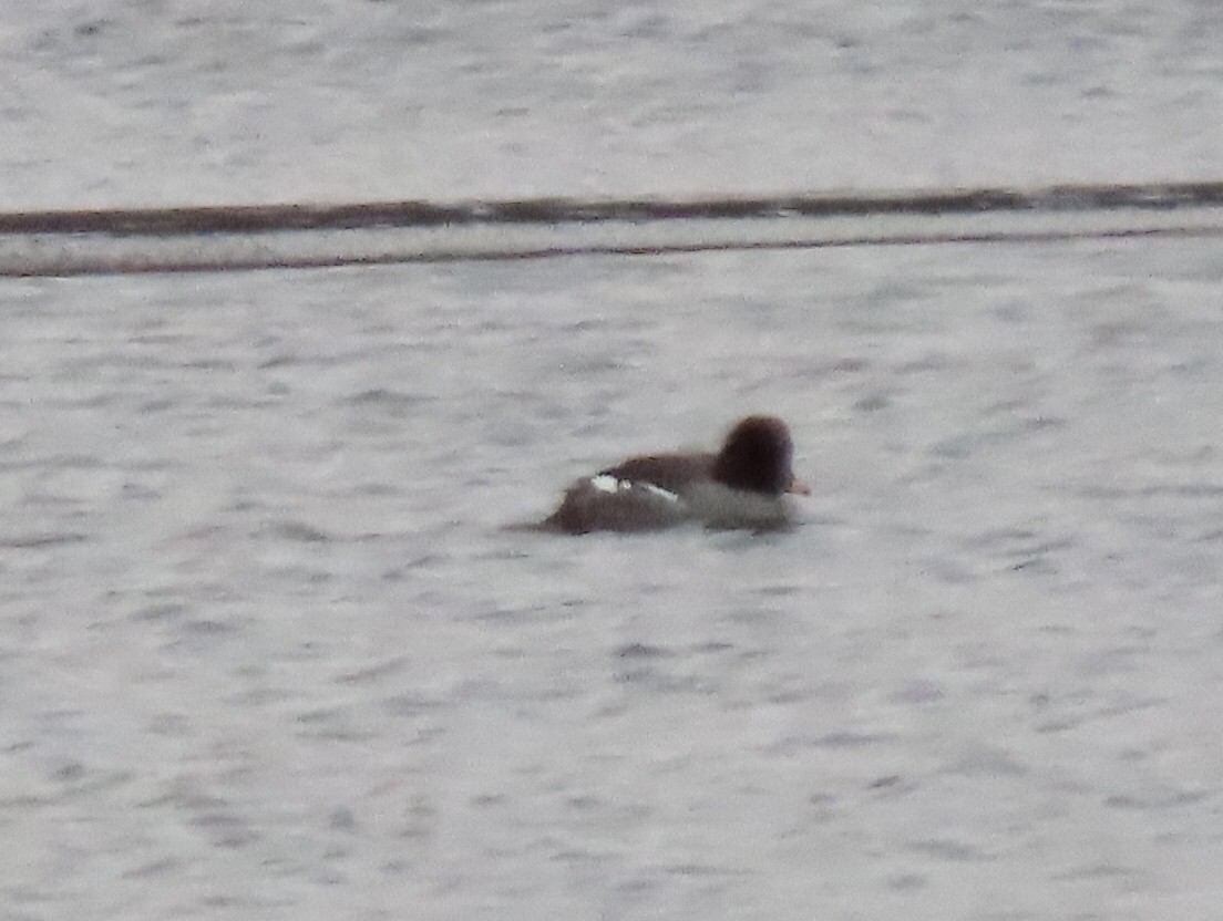 Barrow's Goldeneye - ML523735311